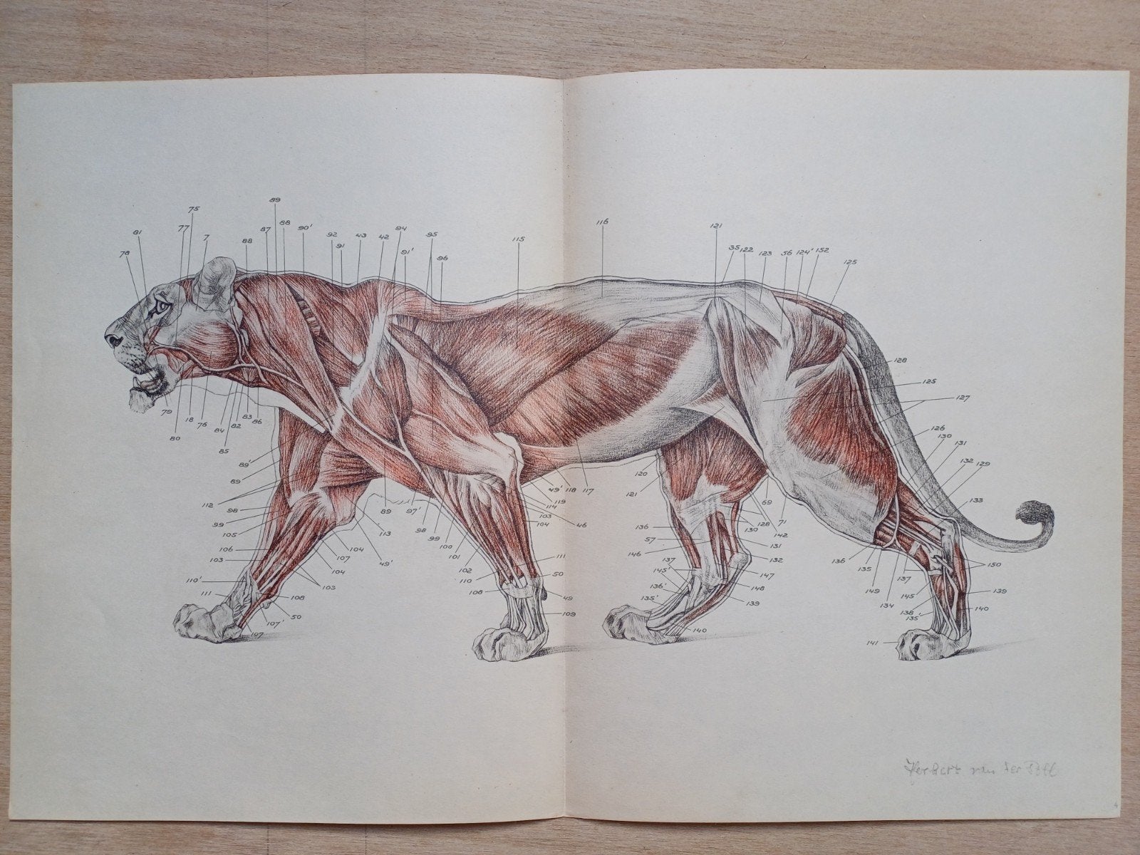 6 x Anatomische Studies van een Leeuw - Herbert van der Poll, Ophalen, 1940 tot 1960