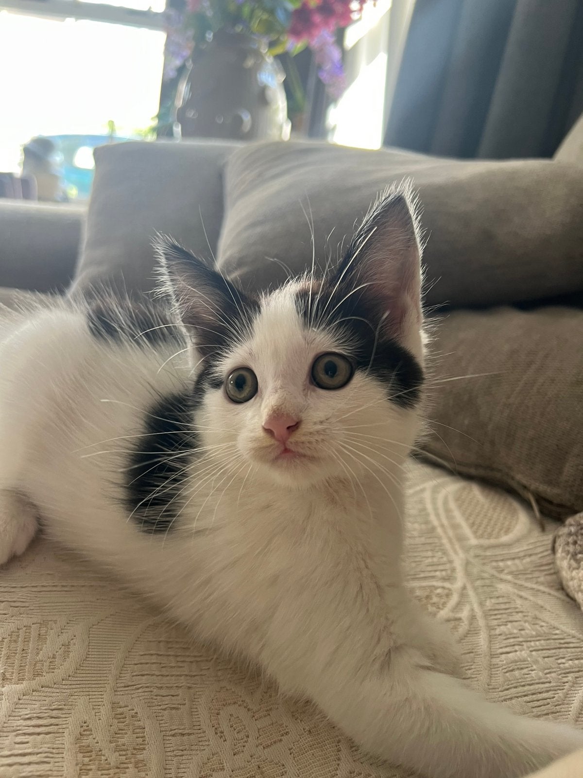 Halve main coone kittens 1 (1 kitten over), Meerdere dieren, Ontwormd, 0 tot 2 jaar