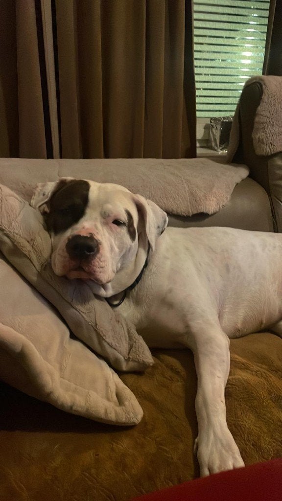 Prachtige kruising pups te koop: Dogo Argentino x Cane Corso, Dieren en Toebehoren, Honden | Niet-rashonden, Rabiës (hondsdolheid)
