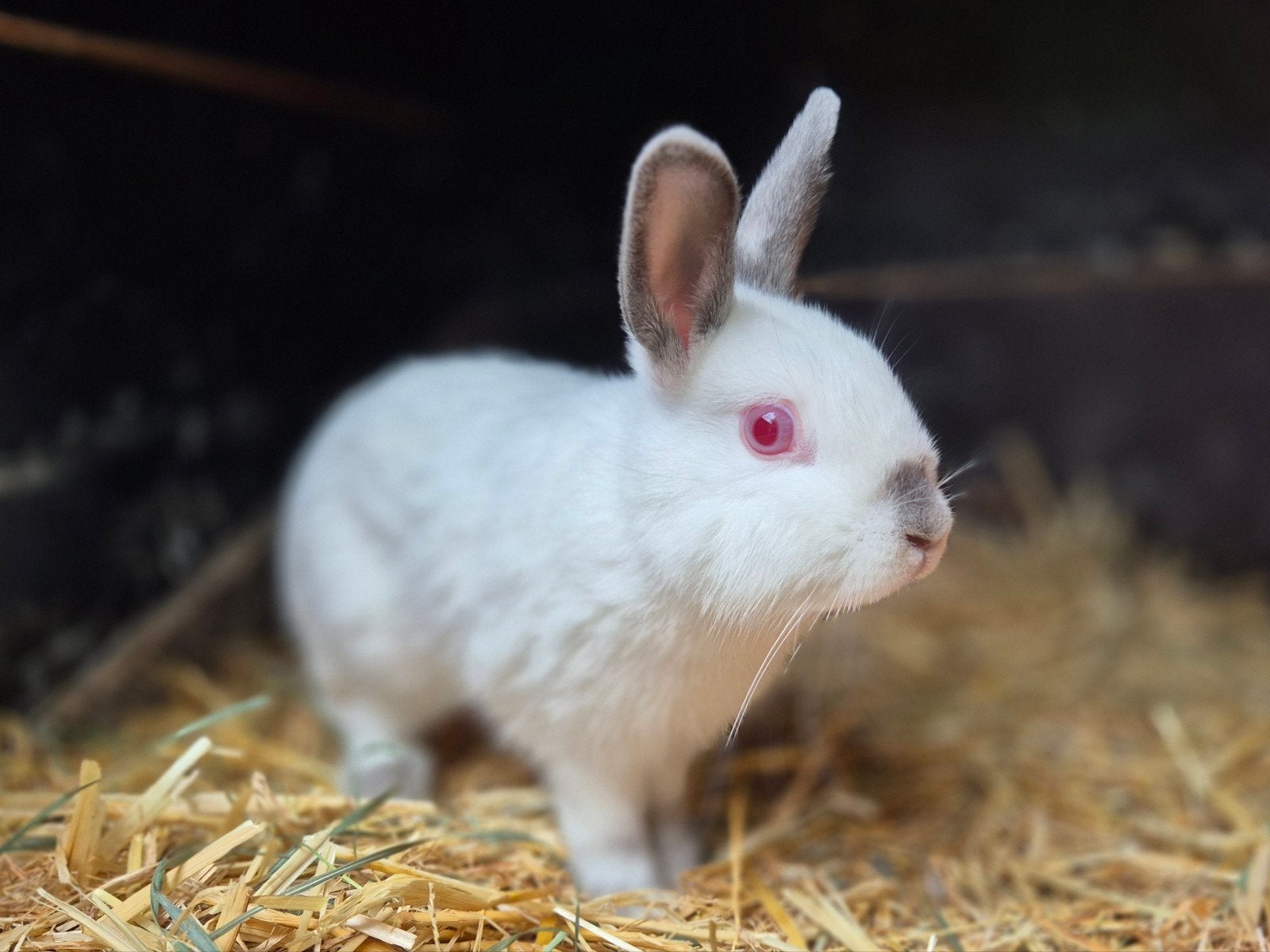 Leuk gecastreerd dwerg rammetje, Dieren en Toebehoren, Konijnen, Mannelijk, Dwerg, Hangoor, 0 tot 2 jaar