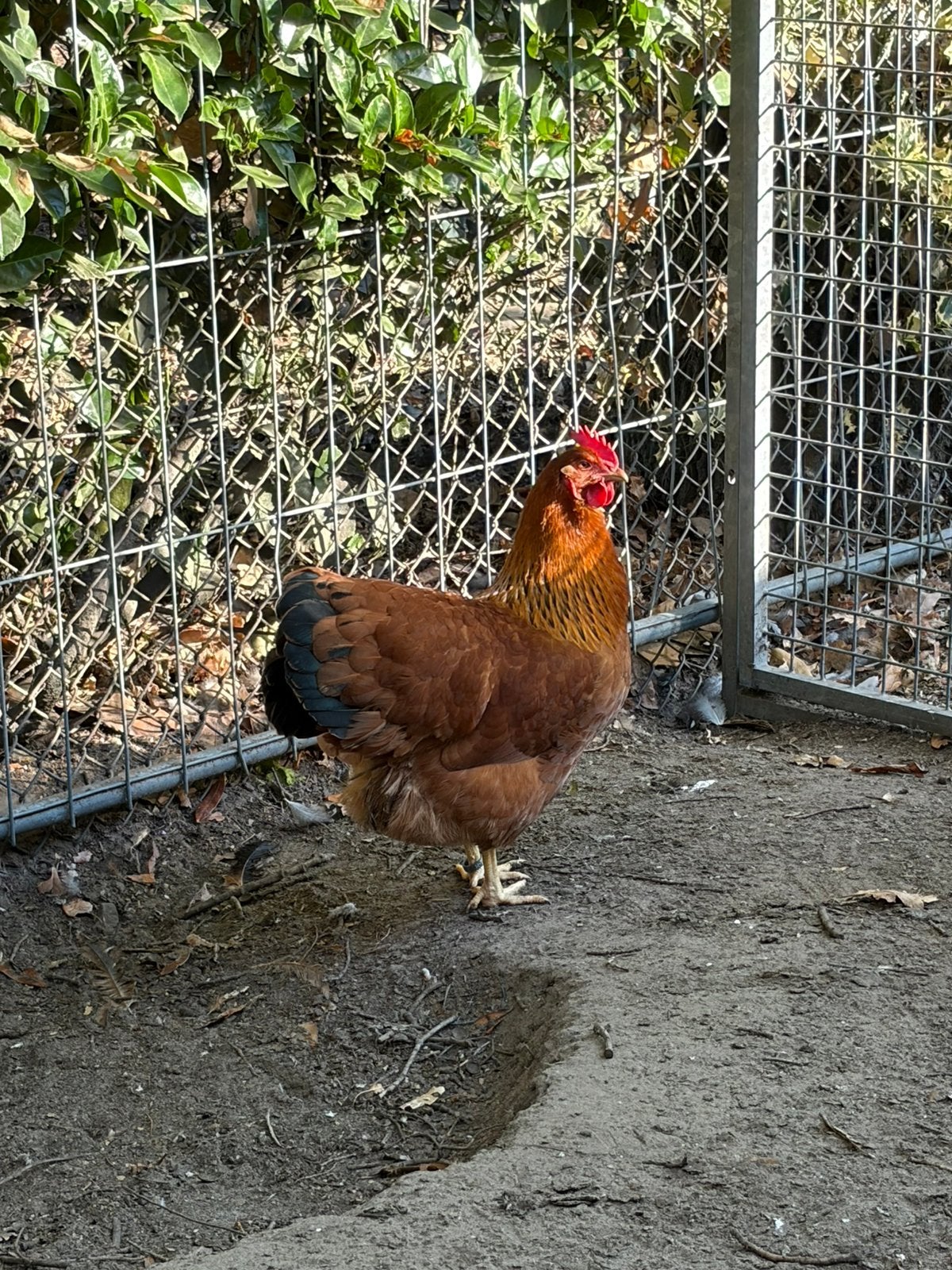 Grote New Hampshires prachtig trio, Meerdere dieren, Kip