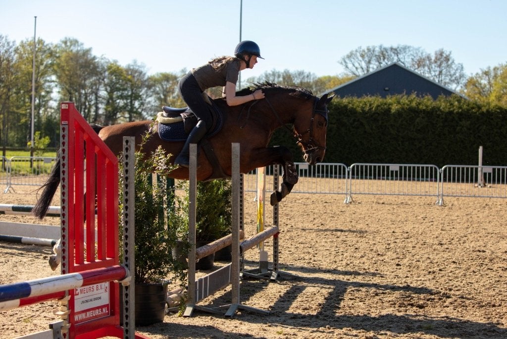 Potentieel springpaard, Dieren en Toebehoren, Merrie, Springpaard, 3 tot 6 jaar, 160 tot 165 cm