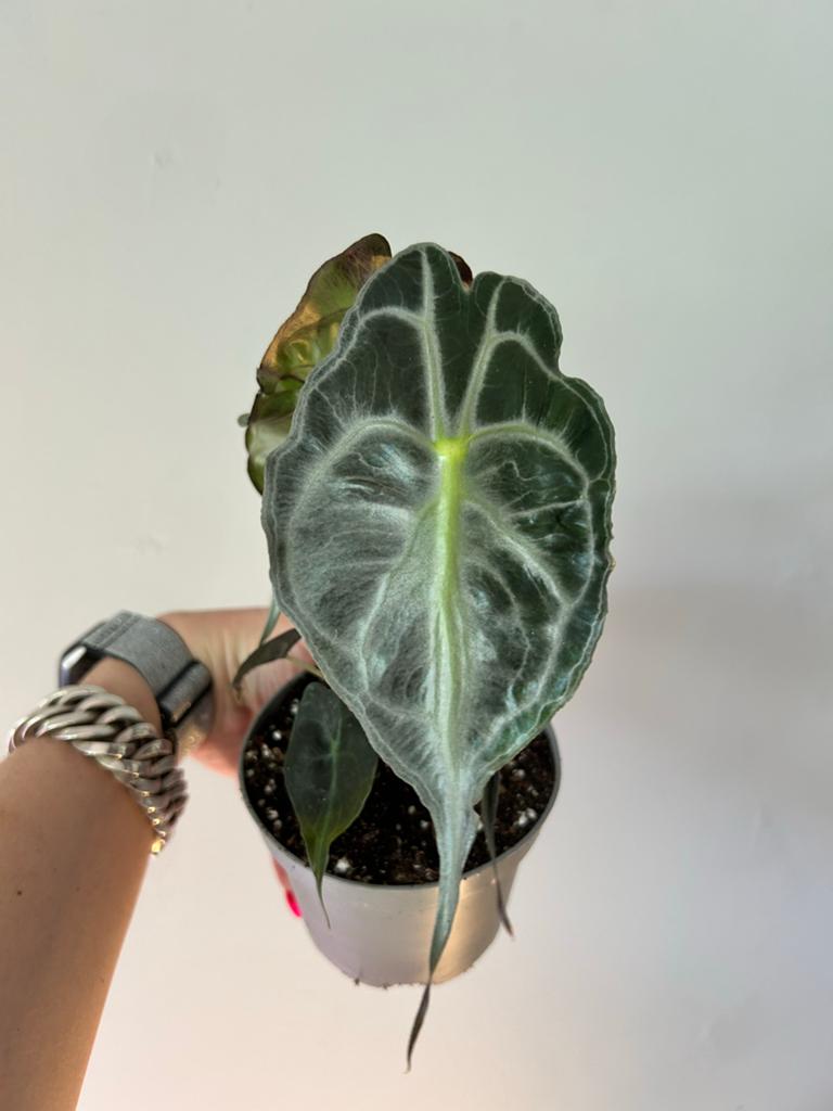 Philodendron Thai Sunrise - Levendige Gele Bladeren  Kamerplanten   Marktplaats