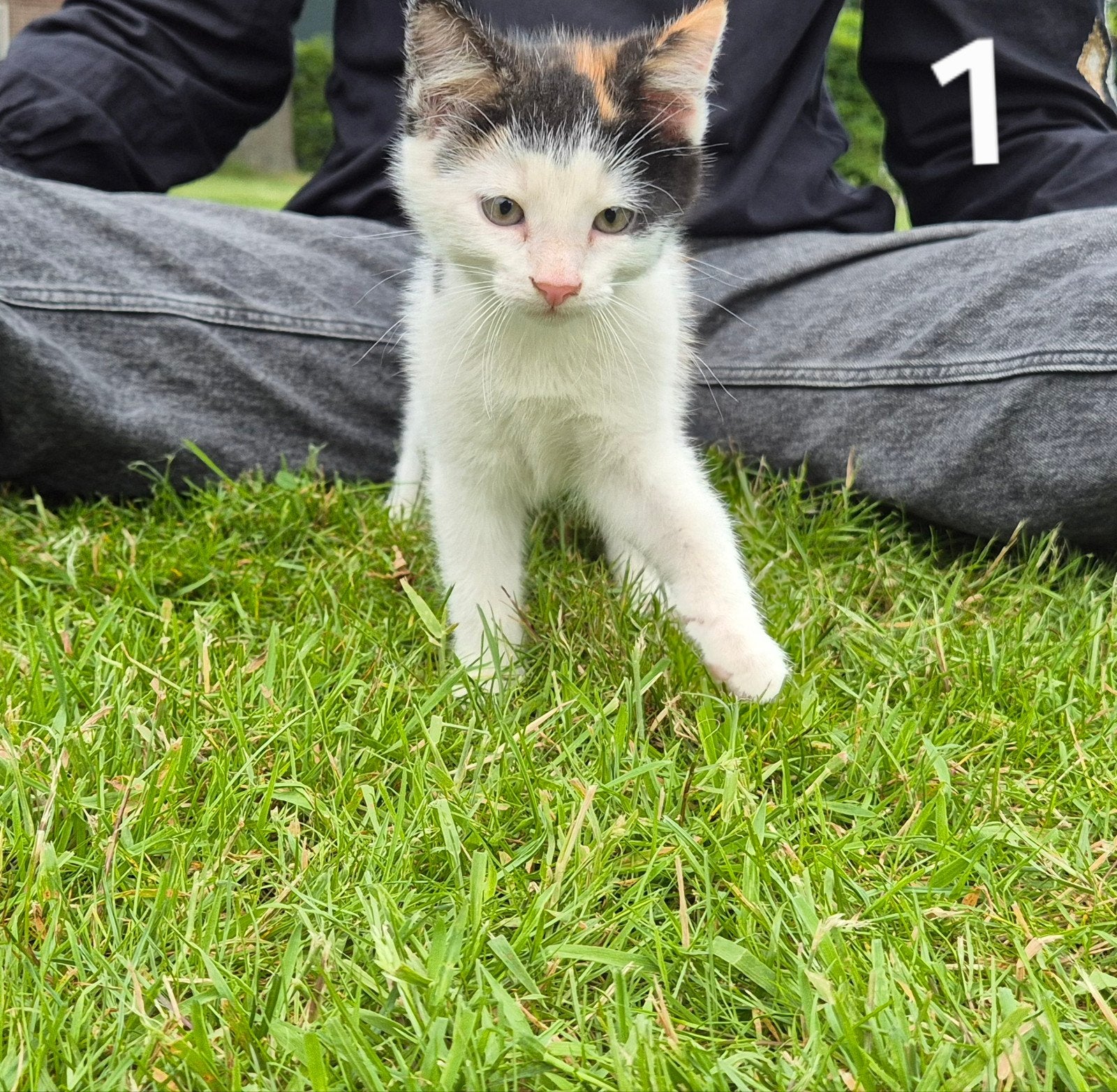 Lieve boerderijkittens, Dieren en Toebehoren, Katten en Kittens | Overige Katten, Poes, Kortharig, 0 tot 2 jaar
