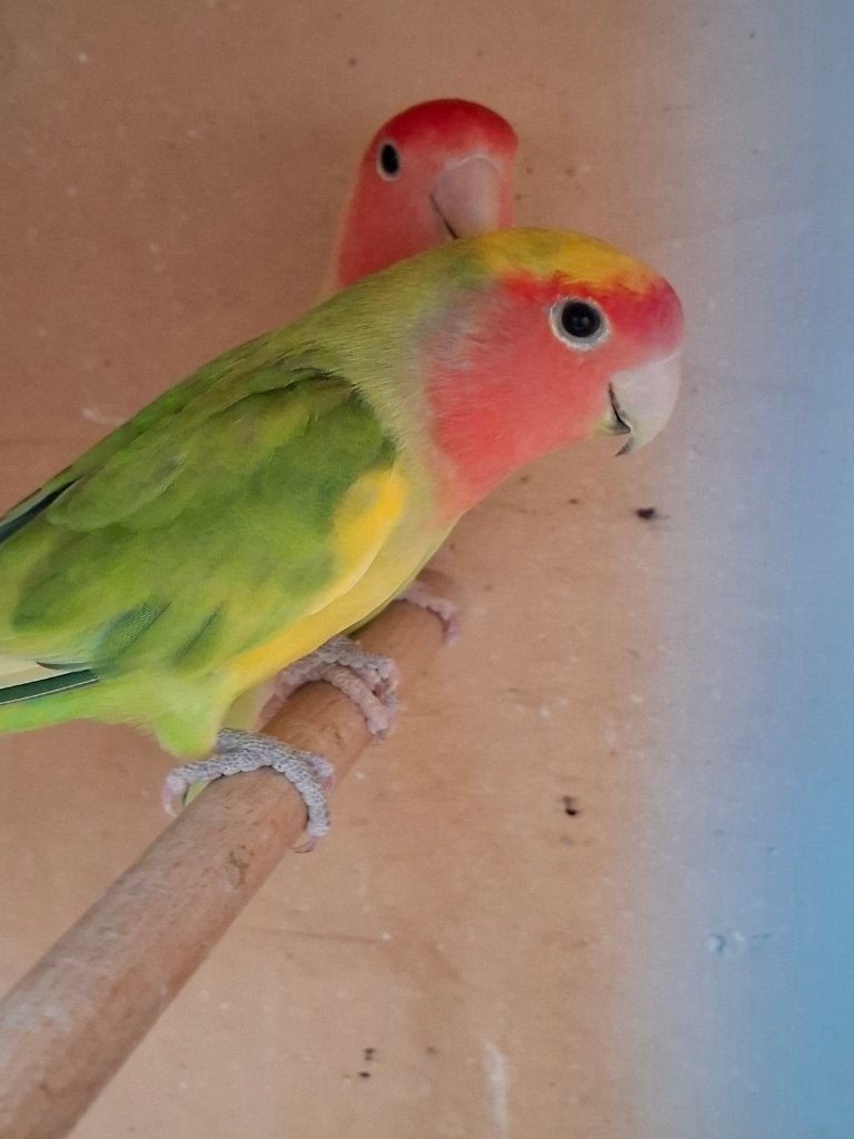 Agapornis roseicollie babys handtam, Geslacht onbekend, Dwergpapegaai of Agapornis, Geringd