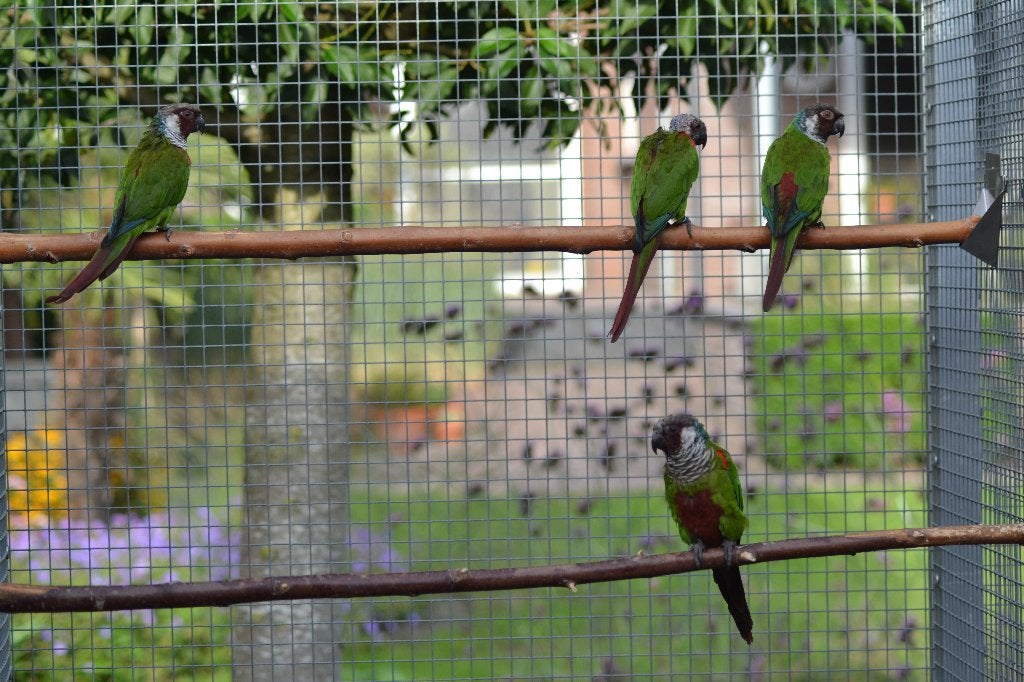 pyrrhura, Meerdere dieren, Parkiet, Geringd