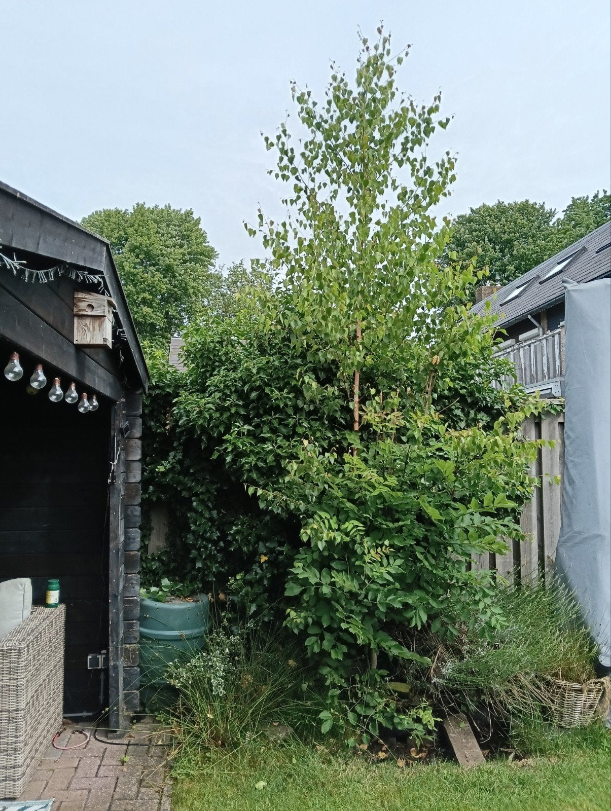 Jonge berk, Tuin en Terras, Planten | Bomen, Overige soorten, Lente, 400 cm of meer, Ophalen