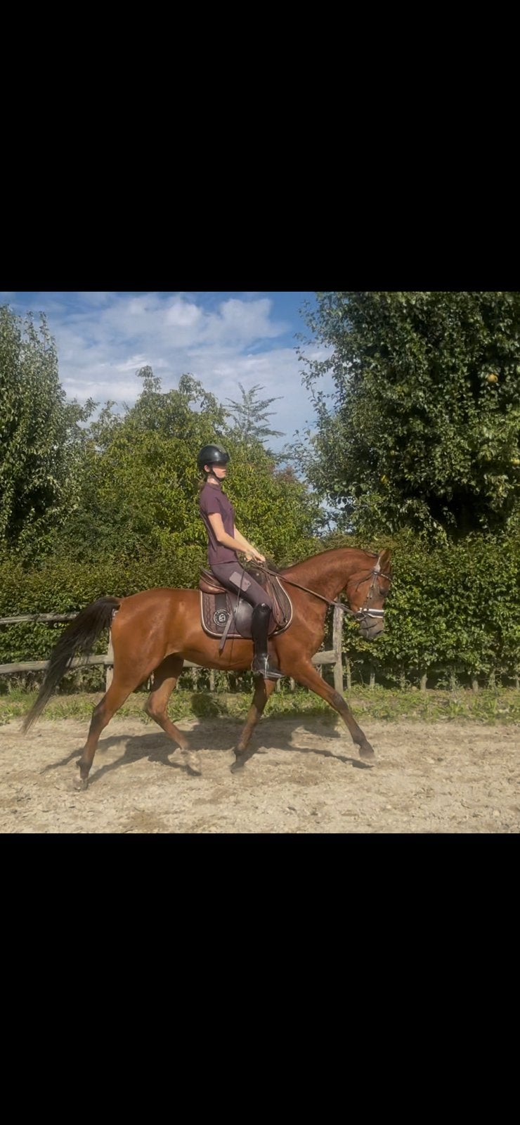 Super mooie brave arabier !!!, Dieren en Toebehoren, Minder dan 160 cm, Met stamboom, Ruin, Dressuurpaard