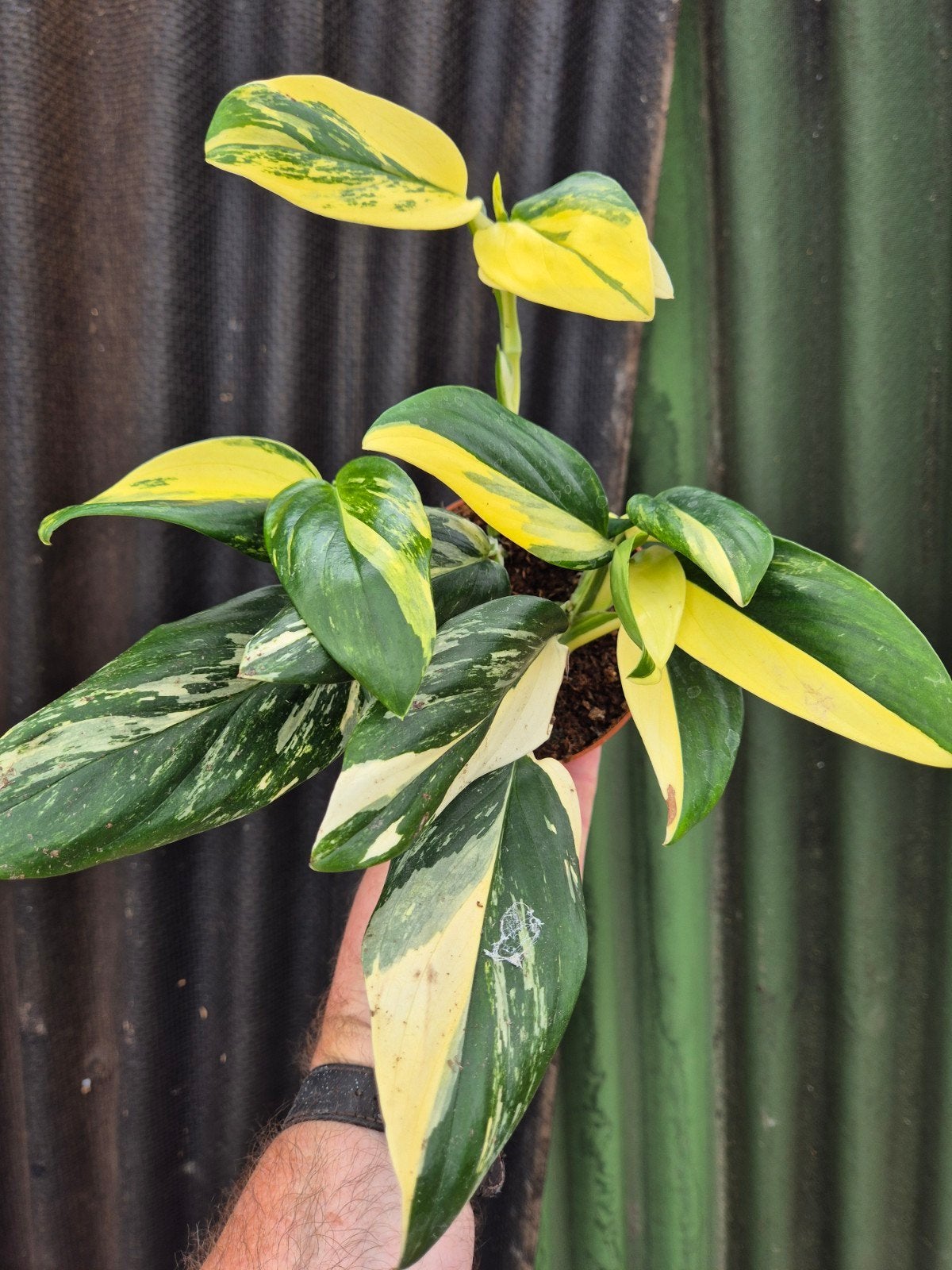 Monstera Standleyana Variegata p12 (C)