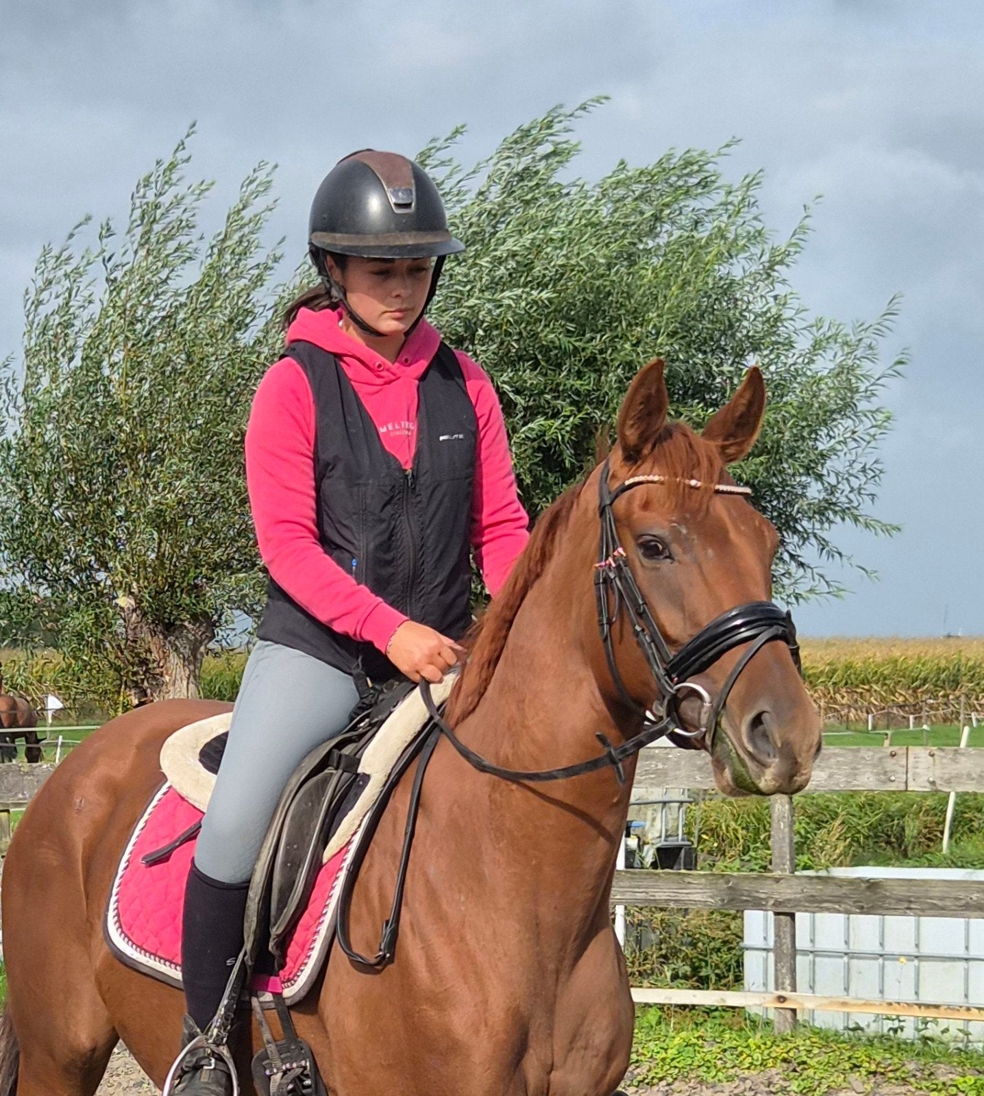 bloedjemooie e-pony bombroof en all-round, Dieren en Toebehoren, Met stamboom, Zadelmak, 3 tot 6 jaar, Recreatiepony