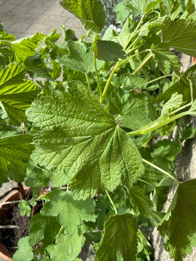 GRATIS ophalen Bessenstruik (Ribes nigrum), Ophalen, Volle zon, Vaste plant, Fruitplanten