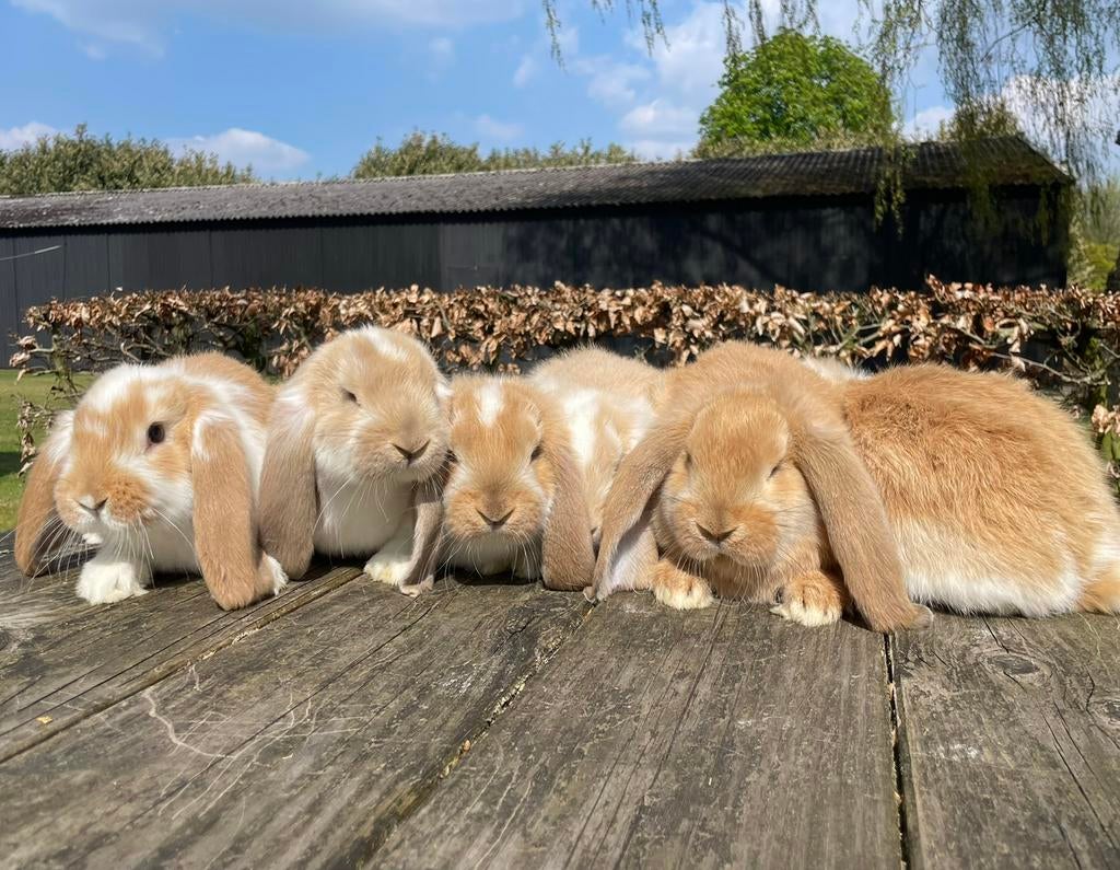 Raszuivere franse hangoren gevaccineerd, Dieren en Toebehoren, Konijnen, Meerdere dieren, Groot, Hangoor, 0 tot 2 jaar