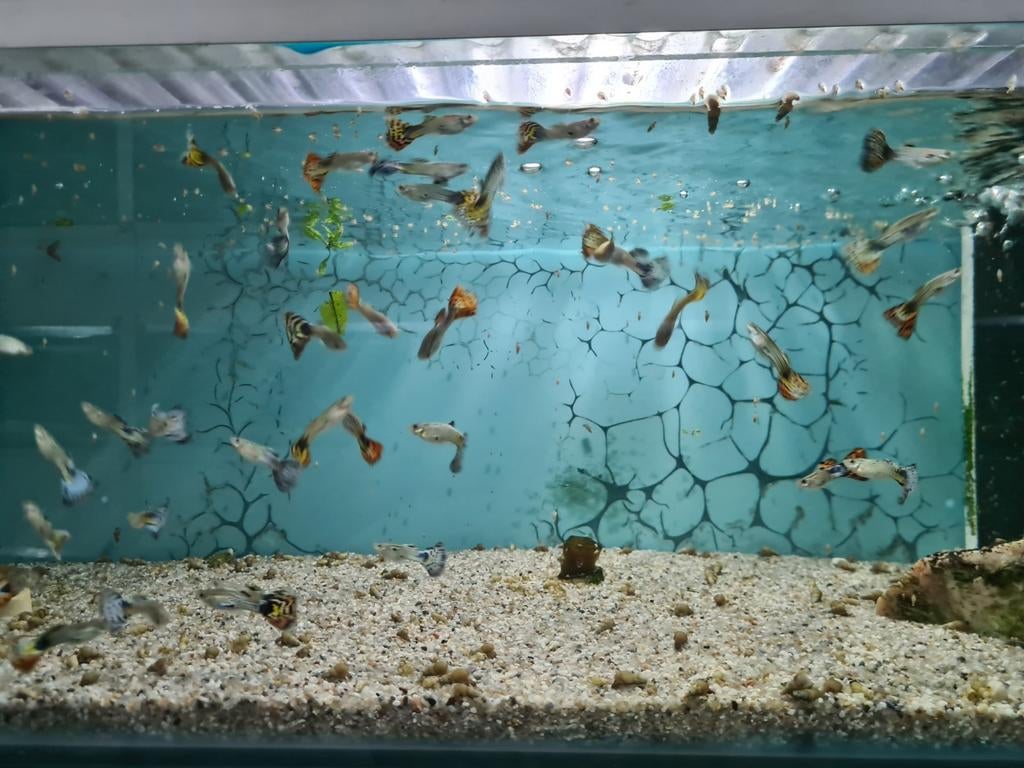 Guppen mannen en vrouwen, Poecilia Reticulata, Gup, Guppy, Vis, Zoetwatervis