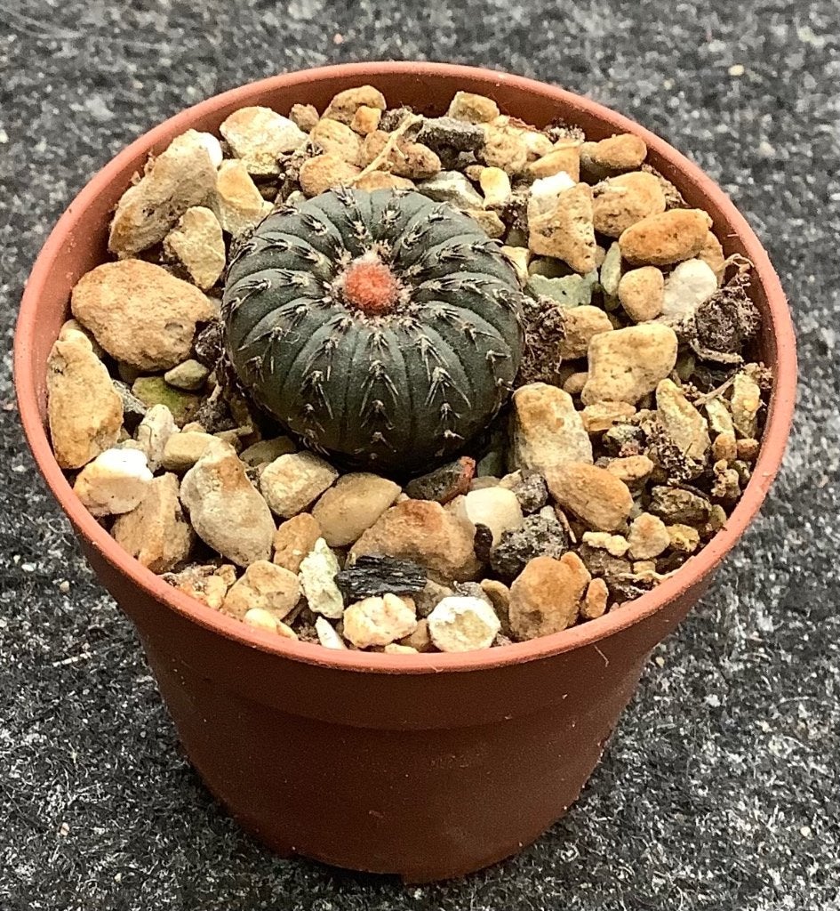 Cactus, Frailea, Huis en Inrichting, Kamerplanten, Ophalen of Verzenden, Cactus, Volle zon, Minder dan 100 cm