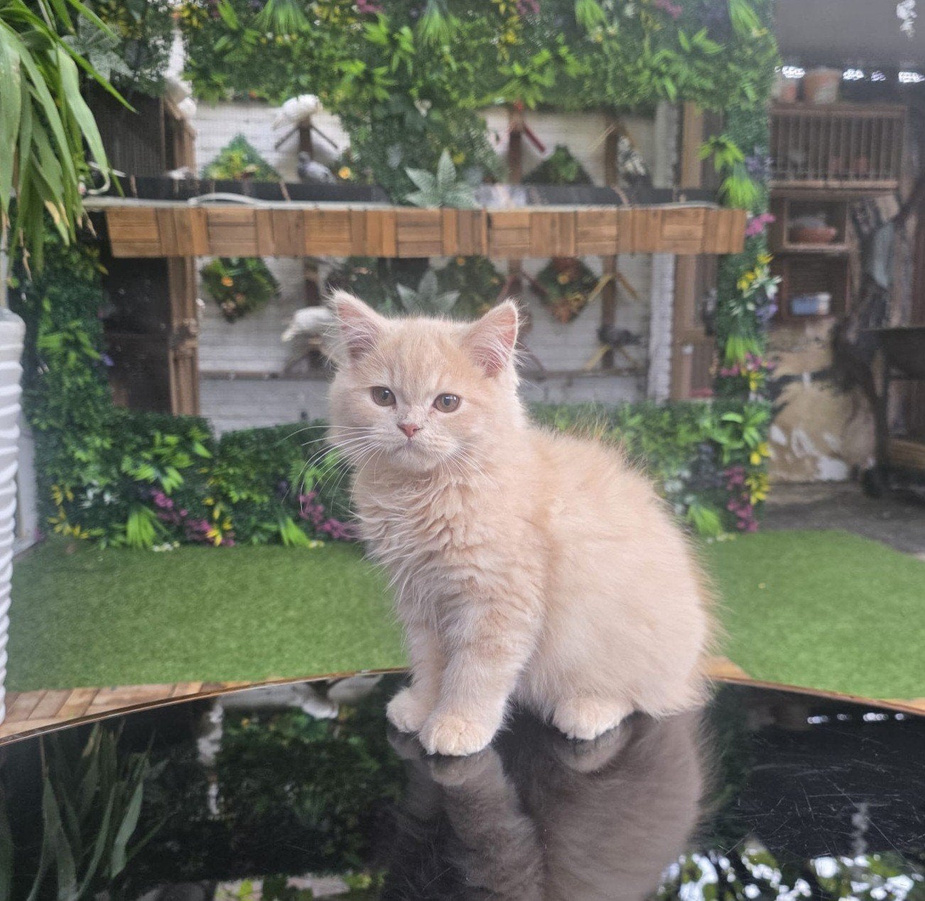 Twee prachtige en super lieve Ragdoll katertjes, Twee personen, Ticket of Toegangskaart