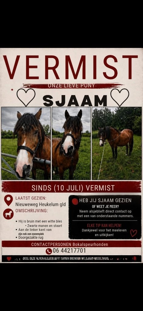 Help gestolen pony Sjaam terug vinden!, Overige typen