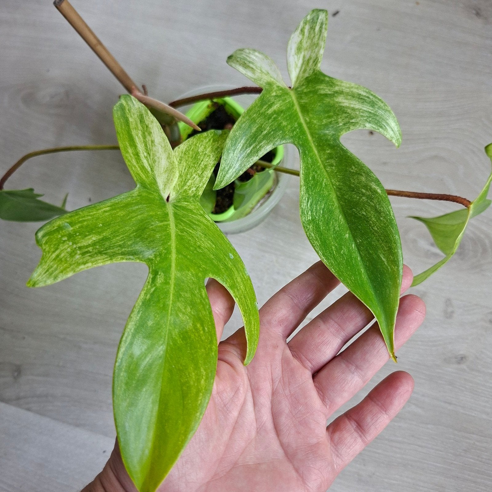 Philodendron Florida Ghost plant, Ophalen of Verzenden, Halfschaduw, Minder dan 100 cm
