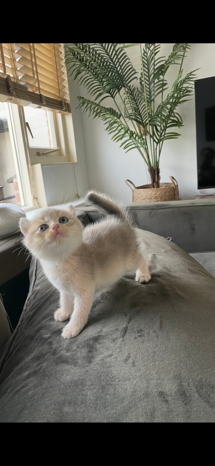Britse korthaar golden 1 kater🩵, Dieren en Toebehoren, Meerdere dieren