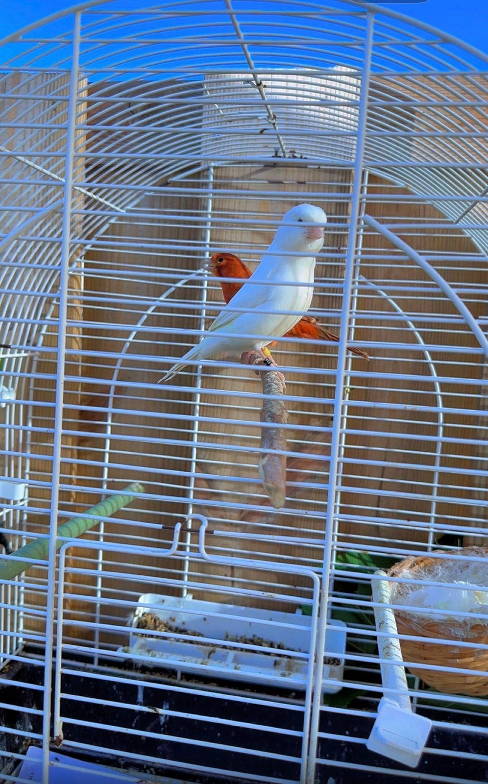 Prachtige kanaries, klaar om te paren., Dieren en Toebehoren, Vogels | Kanaries, Vrouwelijk