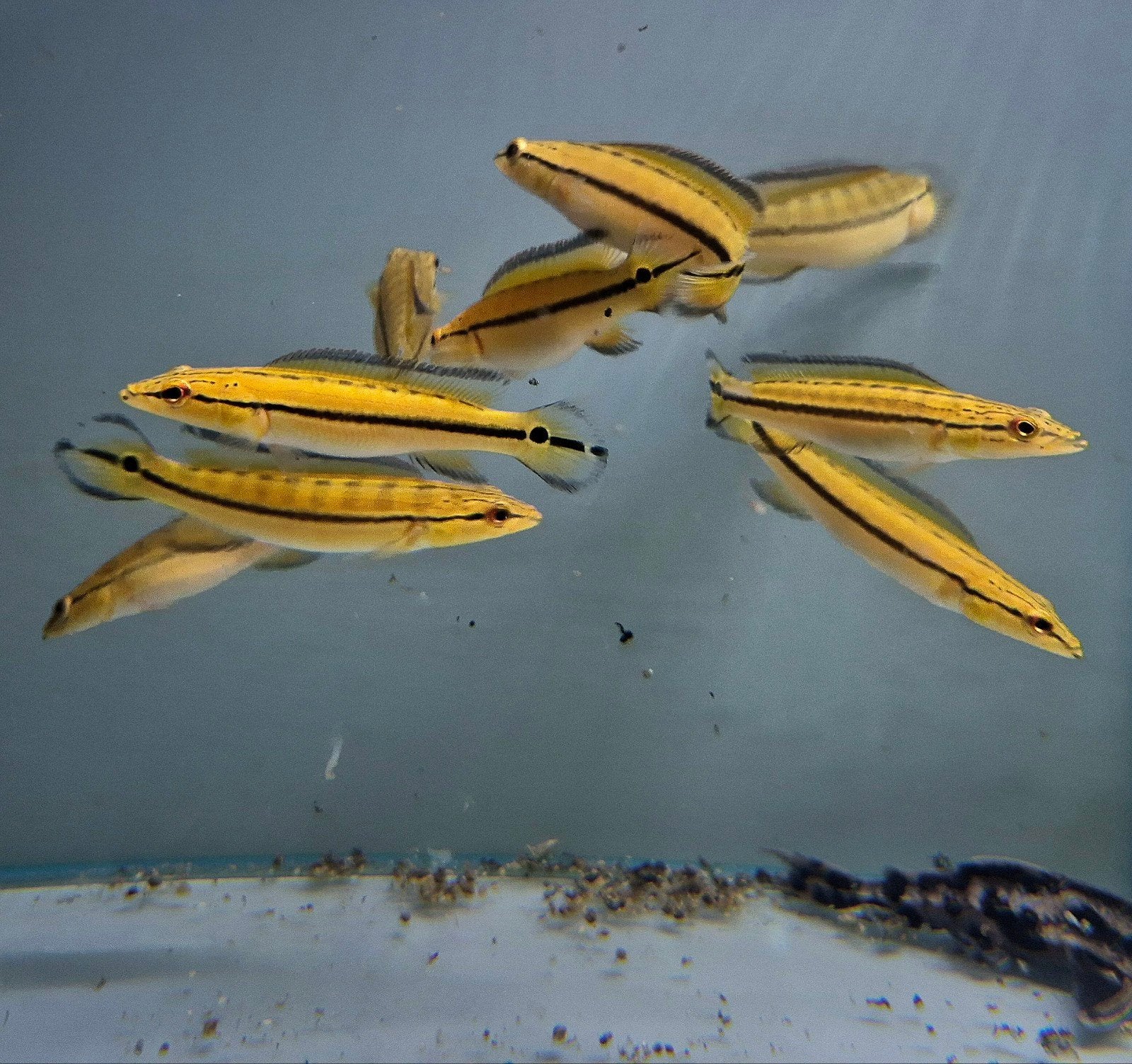 Crenicichla Lugubris Xingu 1 Orange, Vis, Zoetwatervis