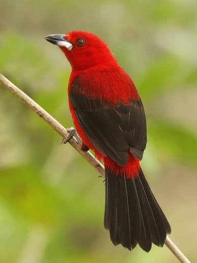 Div mooie vogels te koop, Meerdere dieren, Geringd