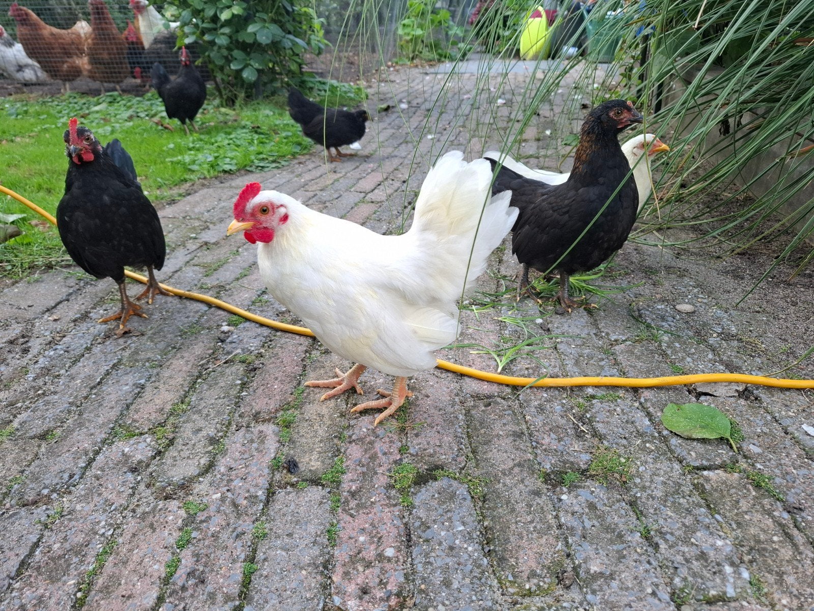 Krielkip en -haan, Meerdere dieren, Kip