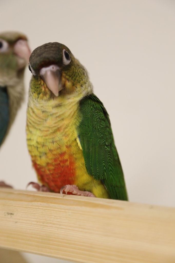 Jonge Baby Pyrrhura´s | Handtam | Nieuwsgierig | Div. Kleure, Meerdere dieren, Parkiet, Pratend