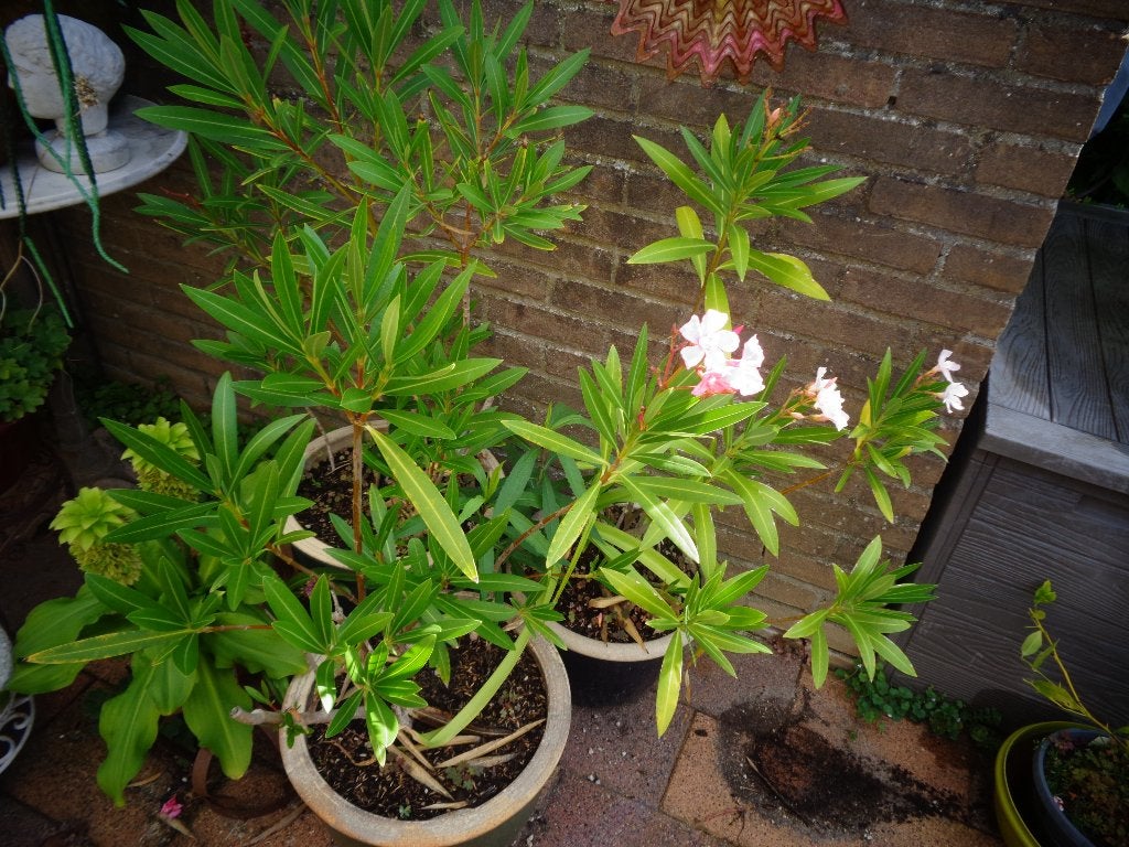 Grote potten met planten, 3 oleanders en 1 vijg, Volle zon, Vaste plant, Zomer, Ophalen