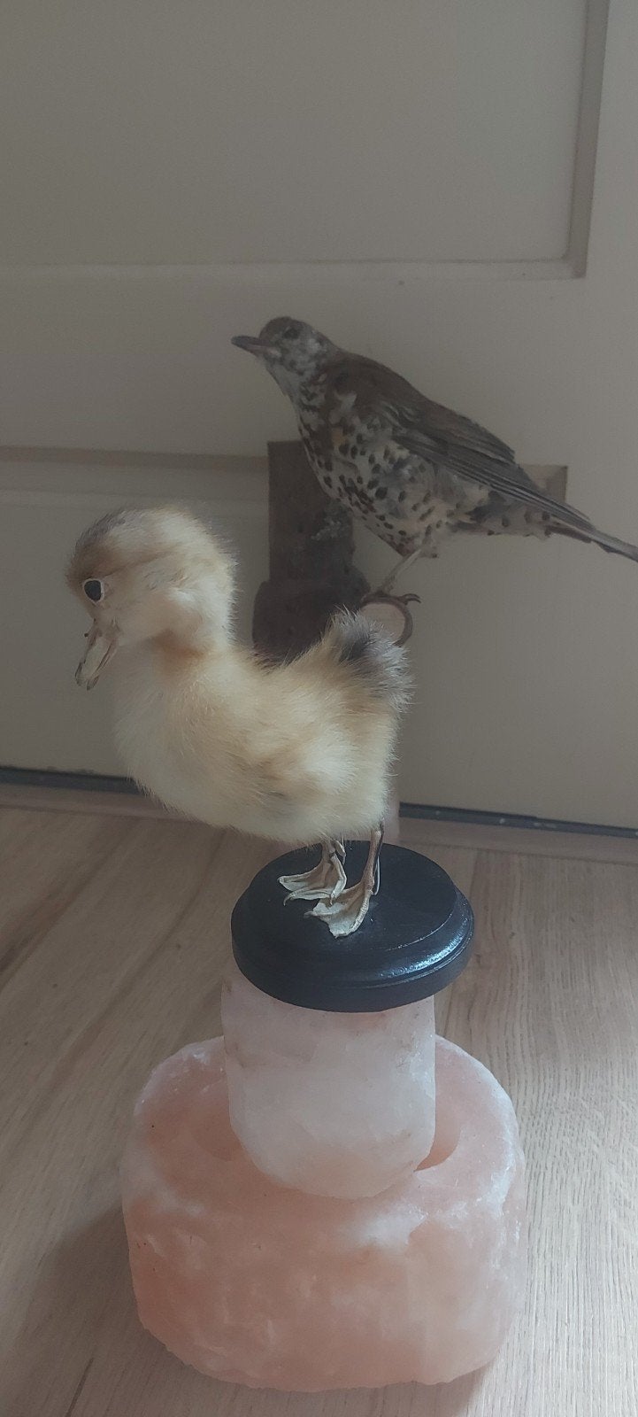 Opgezet kuikentje, Ophalen of Verzenden, Vogel, Opgezet dier
