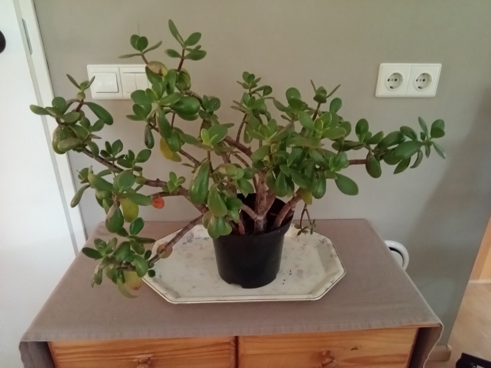 jade plant  of geld boom, Tuin en Terras, Ophalen, Binnen