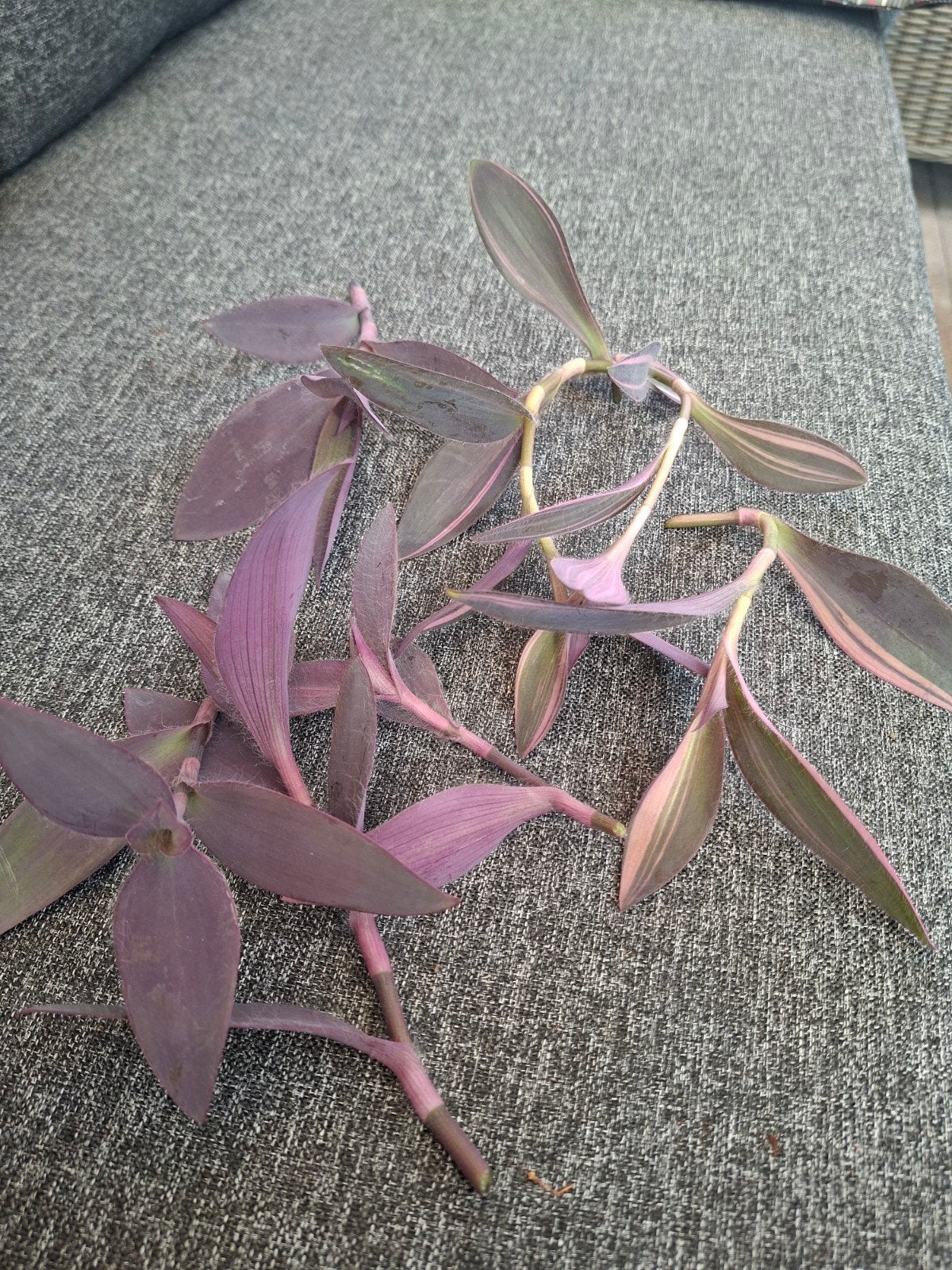 stekjes van tradescantia pallida, Ophalen of Verzenden, Halfschaduw, Minder dan 100 cm