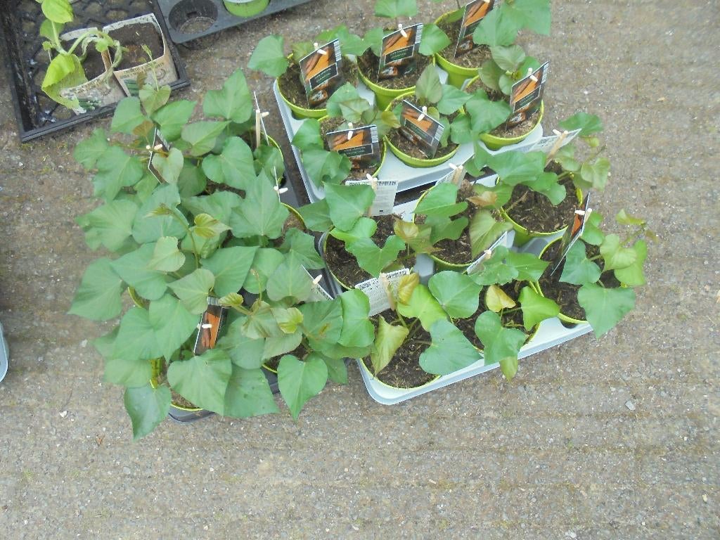 Zoete aardappel, Volle zon, Groenteplanten, Eenjarig, Ophalen of Verzenden