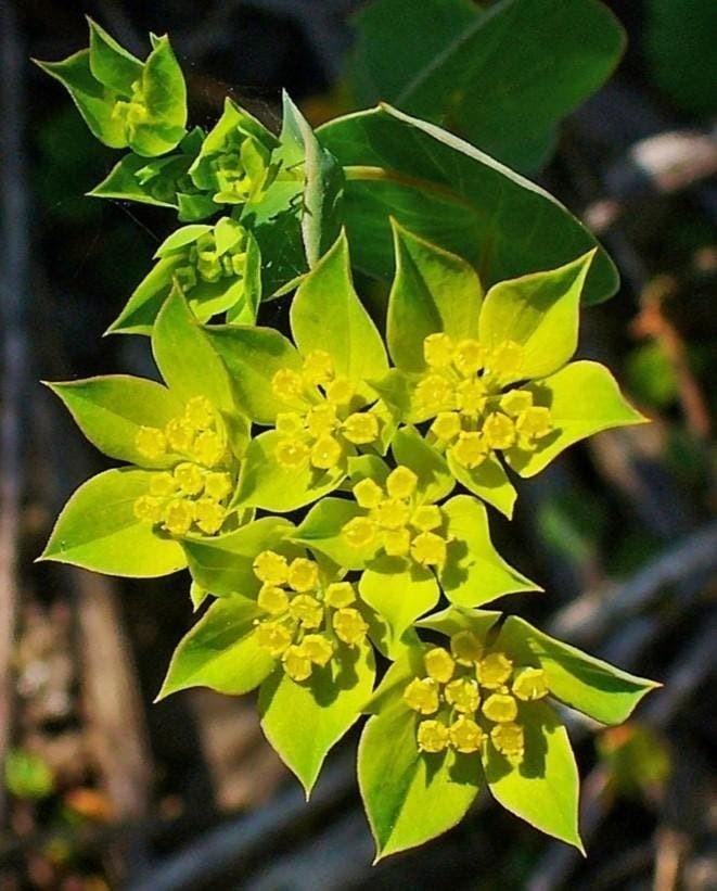 Zaden Goudscherm/Doorwas - Bupleurum Rotundifolium, Tuin en Terras, Bloembollen en Zaden, Verzenden, Volle zon
