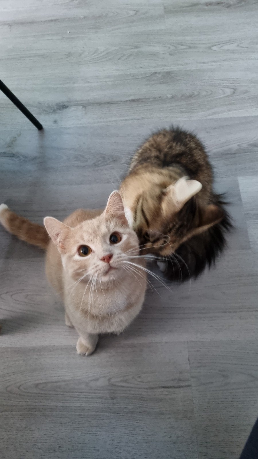 GRATIS Kat ZSM  herplaatsen, Kater
