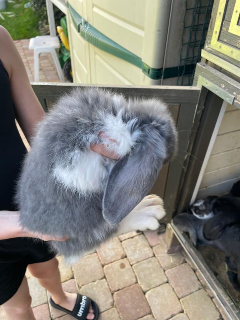 Jongen franse hangoren raszuiver, Meerdere dieren, Groot, Hangoor