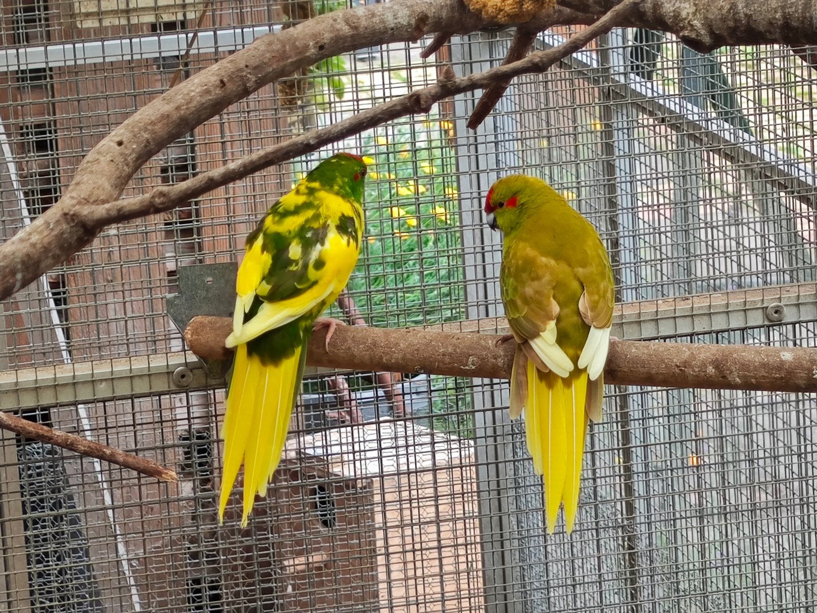 Kakarikie koppel., Dieren en Toebehoren, Meerdere dieren, Parkiet, Geringd