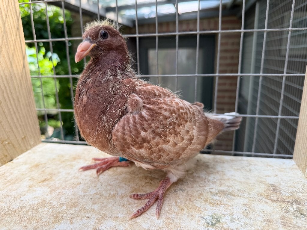postduiven, kleurpostduiven, Dieren en Toebehoren, Meerdere dieren, Postduif