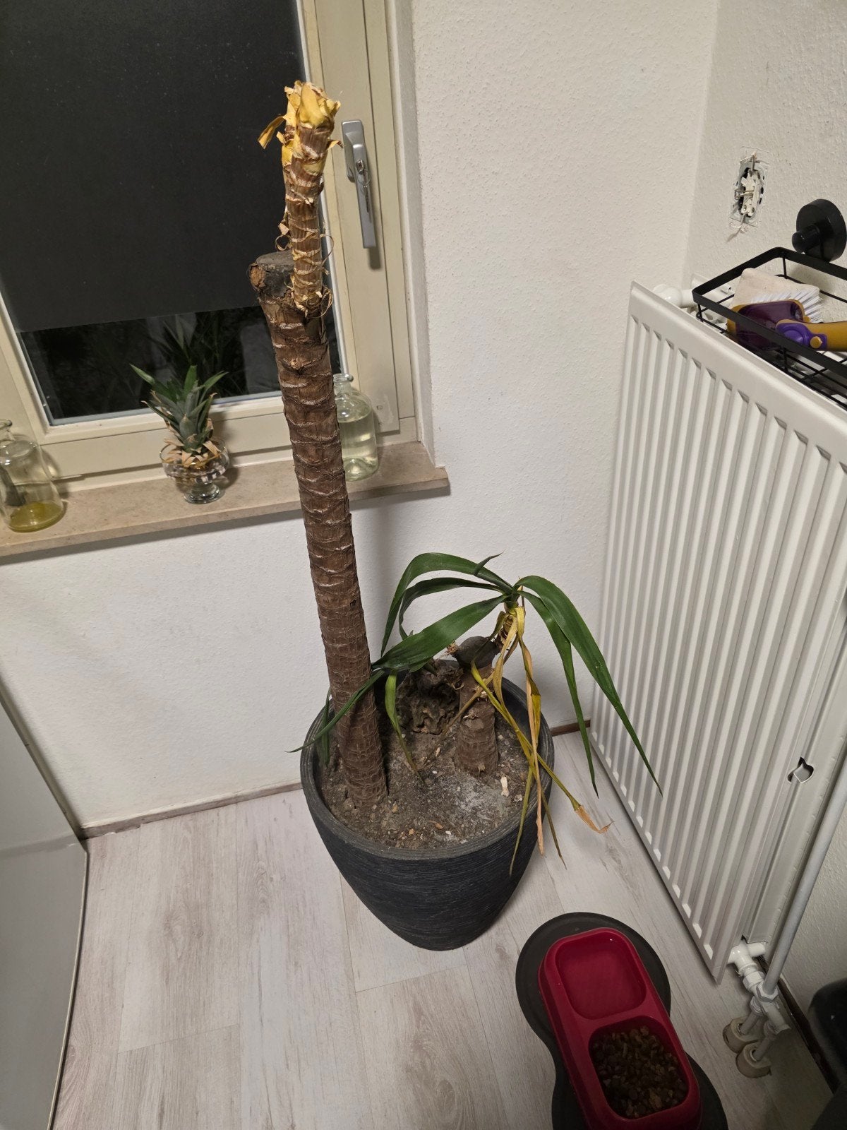 Gratis Yucca plant - red hem van de vuilnisbak!, Ophalen