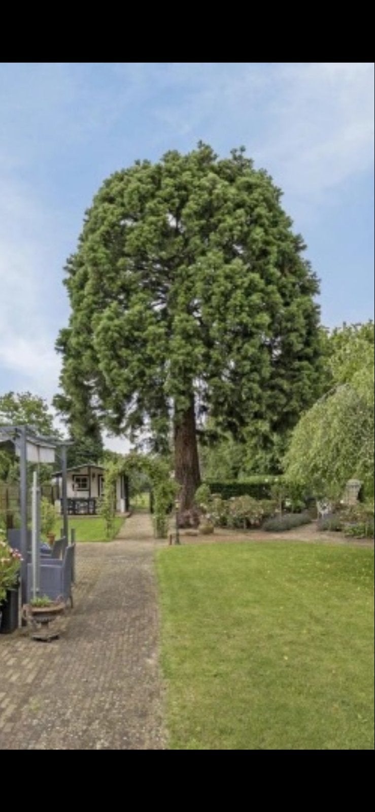 Boom om te kappen voor hout, Tuin en Terras, Planten | Bomen, Overige soorten, Ophalen
