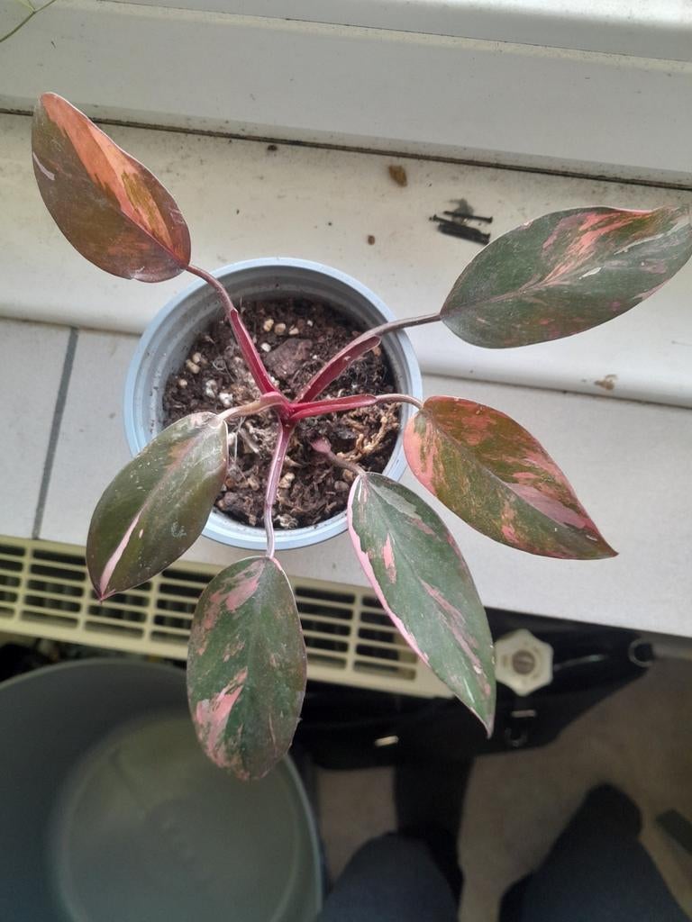 Philodendron Princess of fire, Huis en Inrichting, Kamerplanten, In pot, Minder dan 100 cm, Groene kamerplant, Halfschaduw