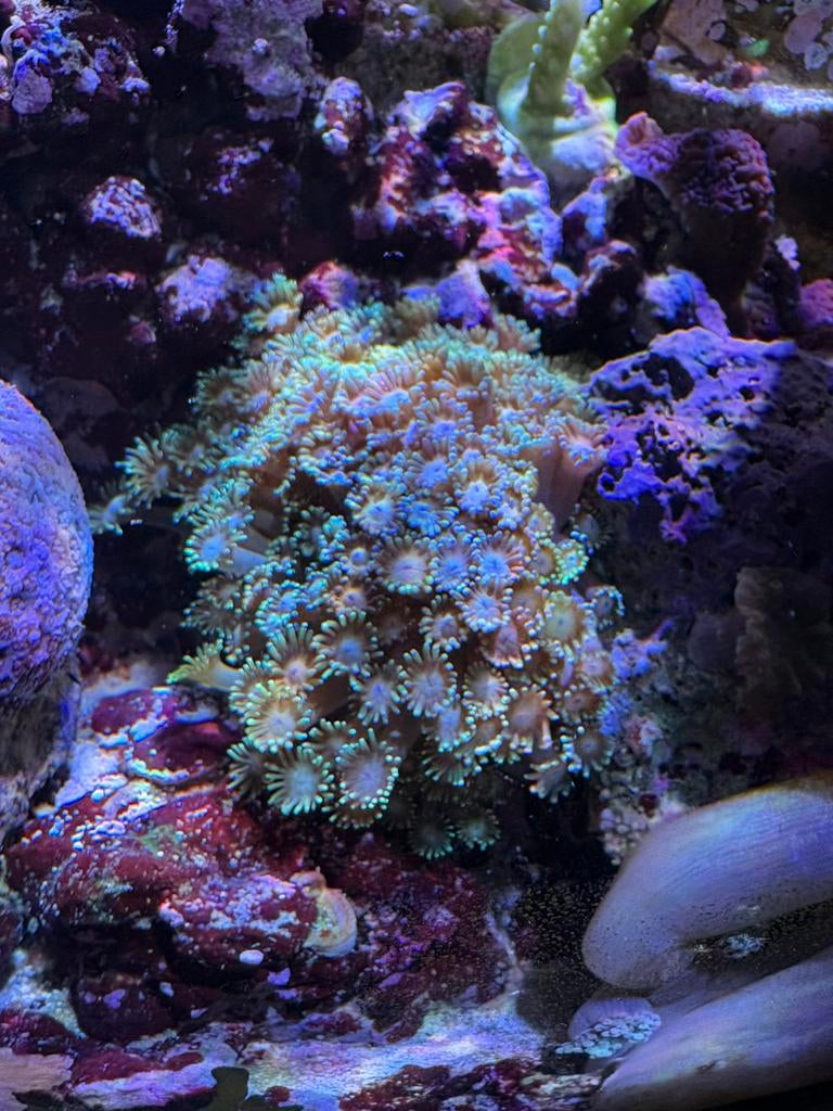 Groen/witte goniopora met mossel - LPS koraal, Overige typen, Zoutwatervis