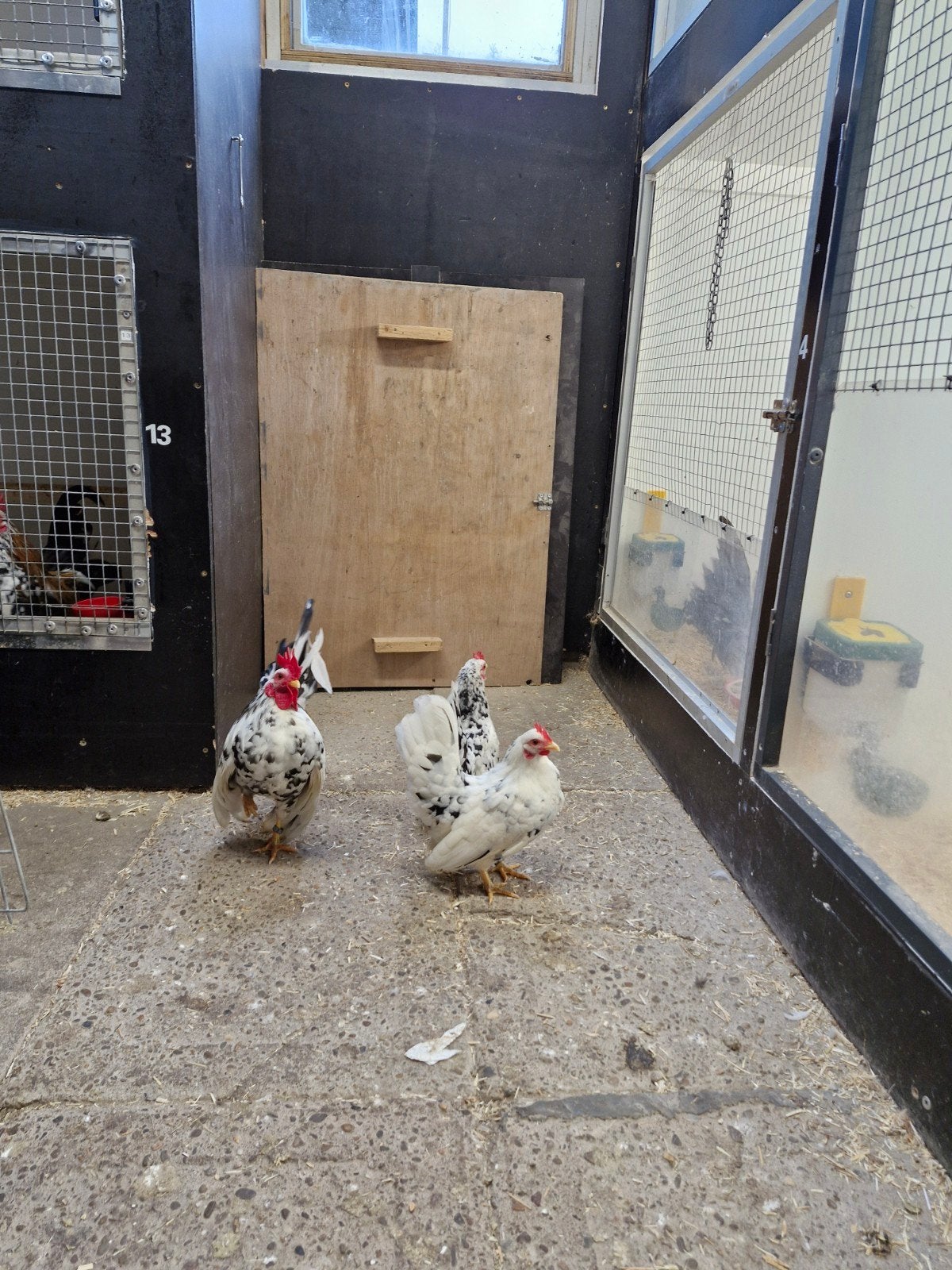 mooi trio serama's, Dieren en Toebehoren, Meerdere dieren, Kip
