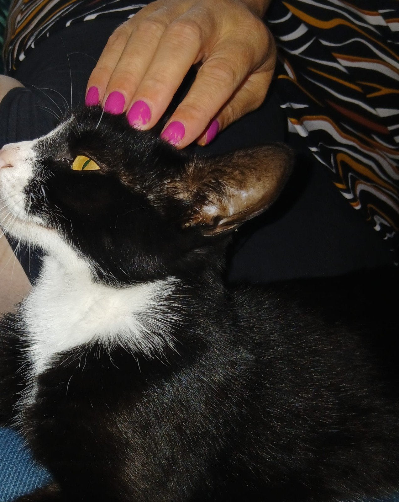 BELLA  3 jaar ZOEKT EEN NIEUWE WARME HUISJE ., Poes