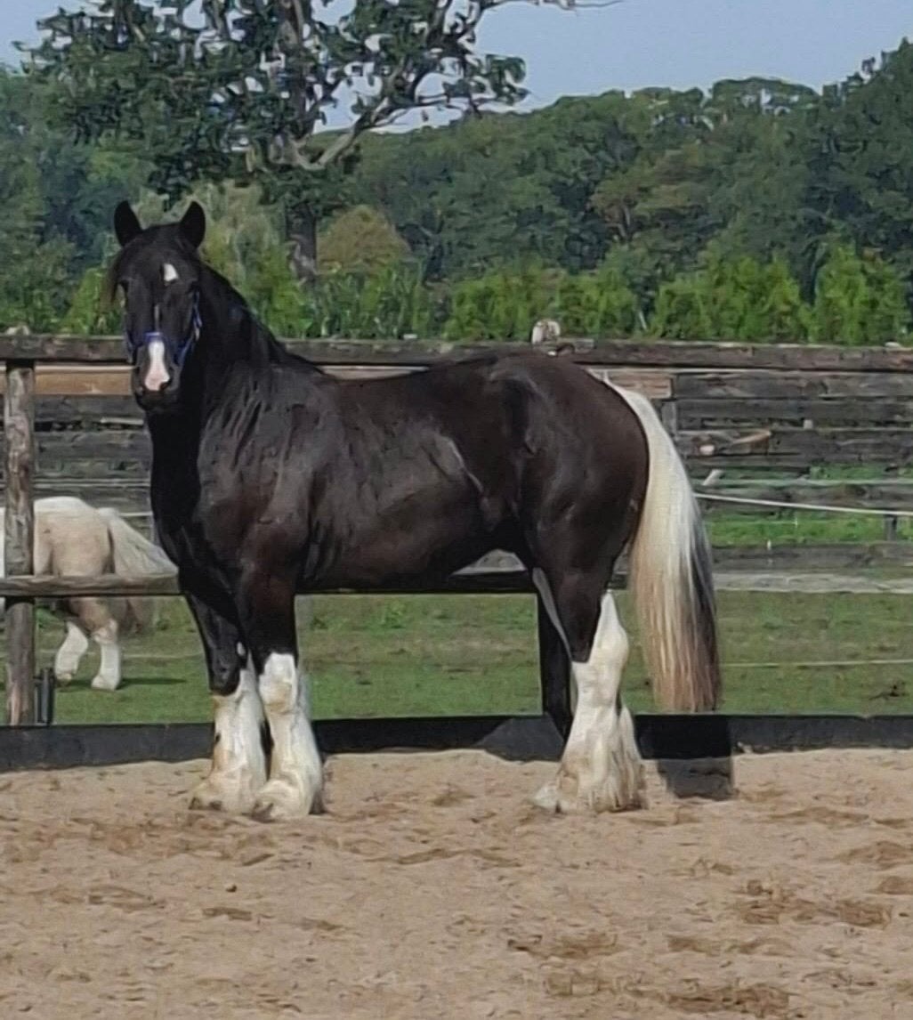 2,5  jarige donkerbruin bonte koudbloed, Gechipt, Minder dan 160 cm, Niet van toepassing, 0 tot 2 jaar