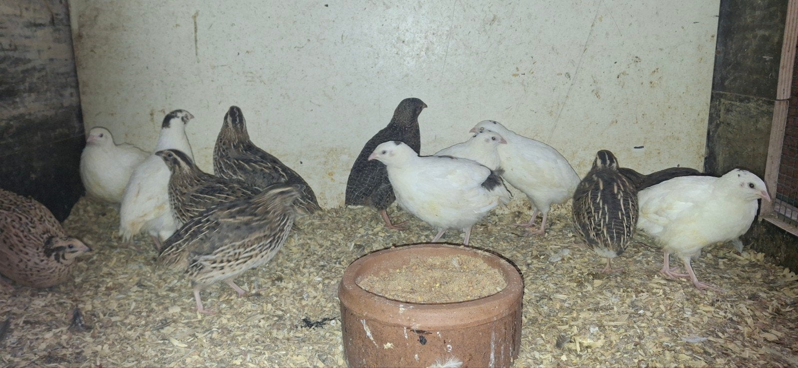 Japanse kwartels, Dieren en Toebehoren, Meerdere dieren, Overige soorten