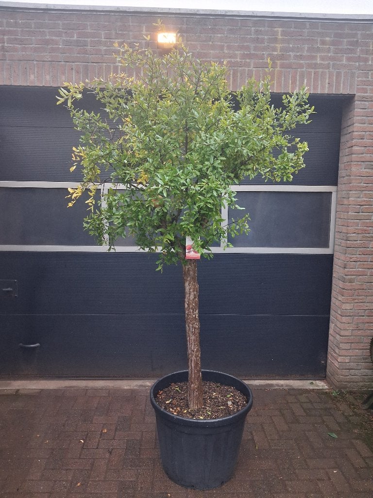XXL Punica Granatum - Granaatappelboom H: 260 cm., Tuin en Terras, Ophalen, Volle zon, Zomer, Appelboom