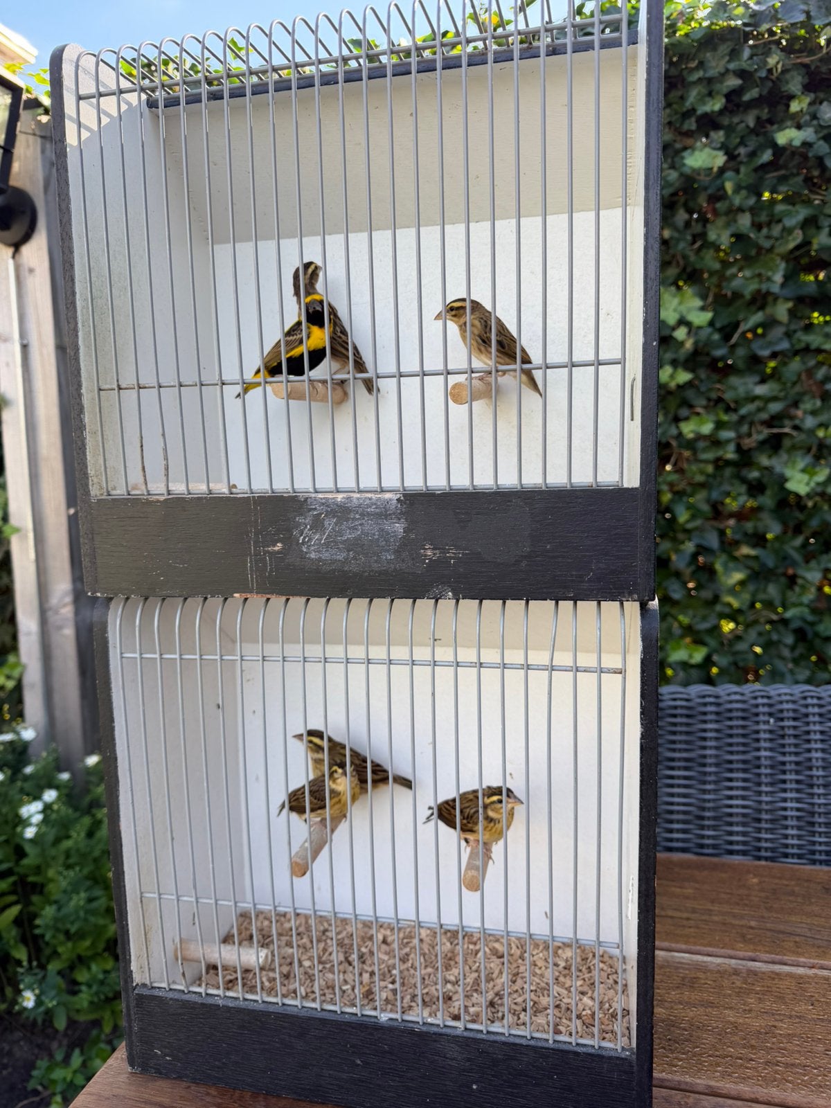 Kolonie Napoleon wevers - 5pop 1man, Dieren en Toebehoren, Meerdere dieren