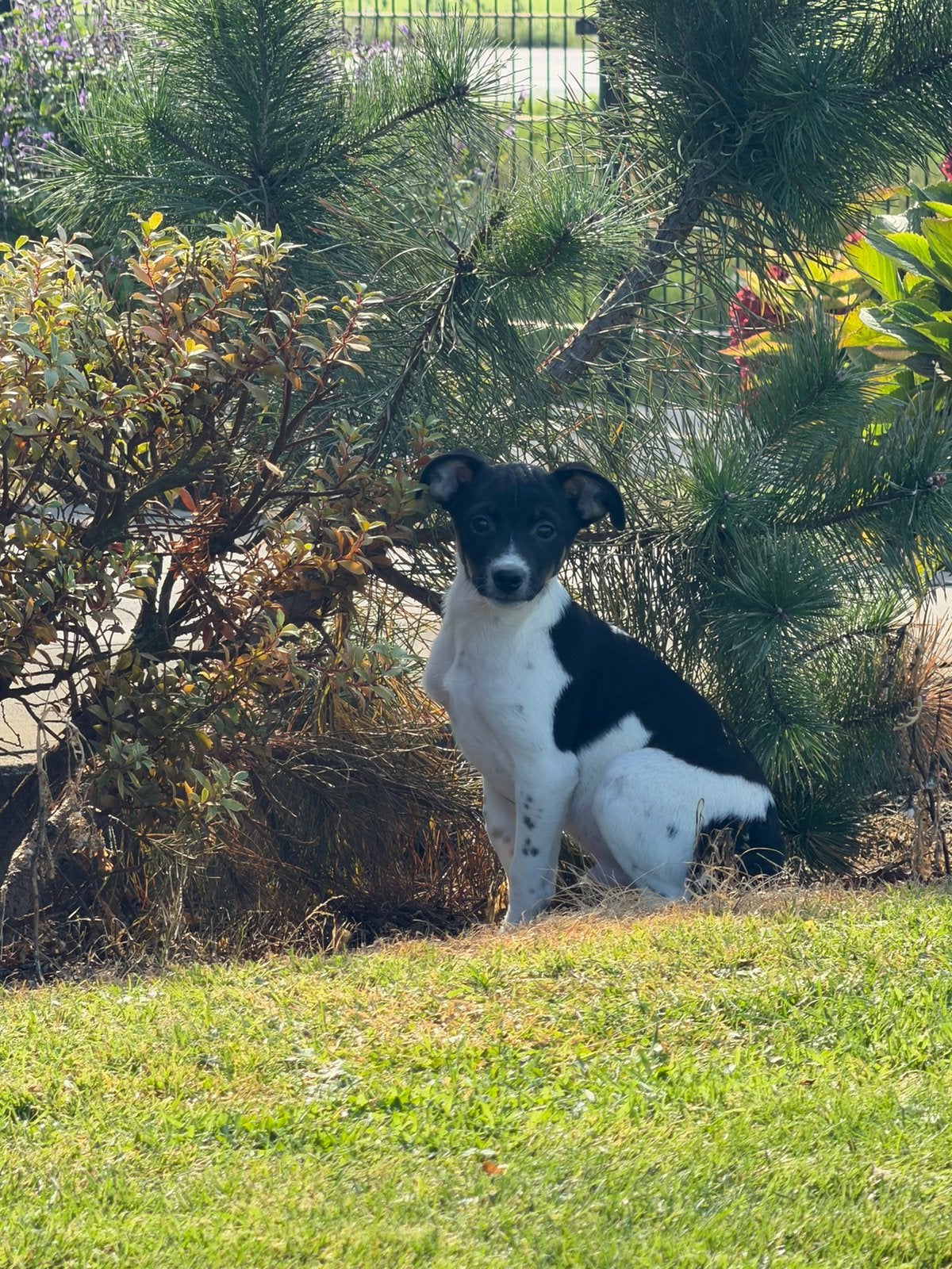 Mooie lieve en speelse boerenfox pups LAATSTE REUTJE, Dieren en Toebehoren, Overige rassen, CDV (hondenziekte), 8 tot 15 weken