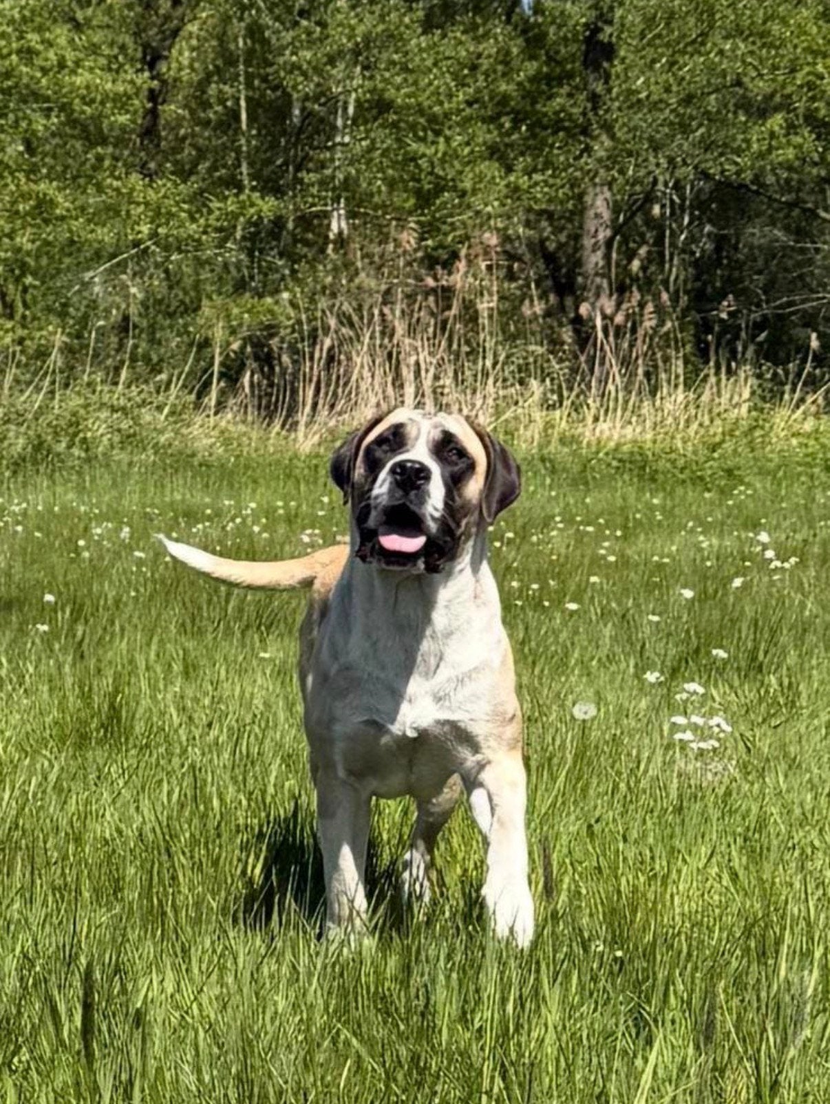Ysterberg mastiff teef boerboel, Dieren en Toebehoren, Overige rassen, Teef, Eén hond, Nederland
