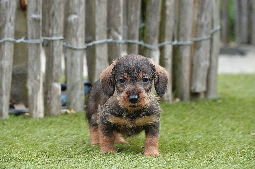 Prachtige ruwharige dwergteckels, met stamboom, Parvo, België, 8 tot 15 weken, Dwerg